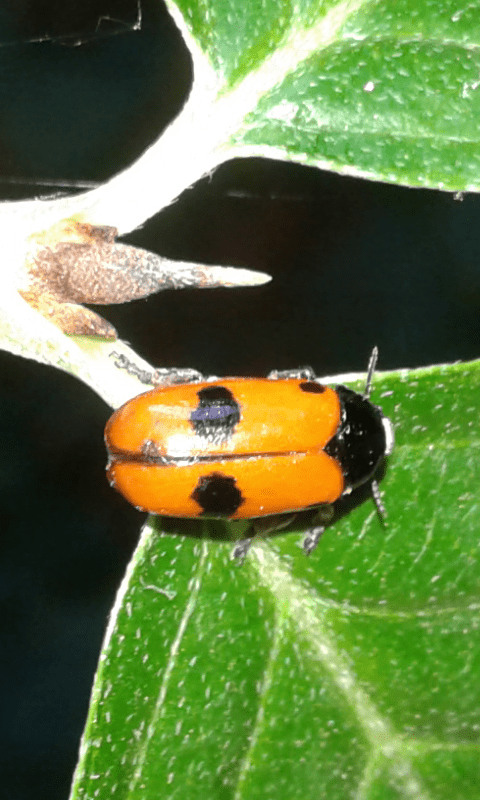 Chrysomelidae : Clytra laeviscula?  S